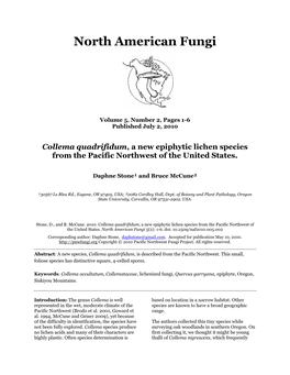 Collema Quadrifidum, a New Epiphytic Lichen Species from the Pacific Northwest of the United States