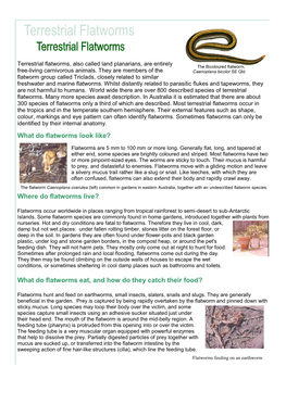 INFOSHEET Terrestrial Flatworms