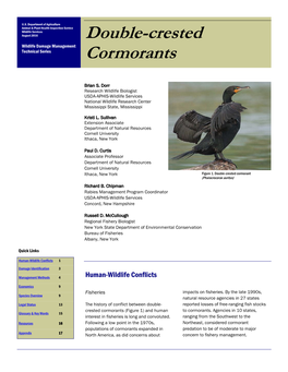 Double-Crested Cormorants