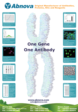 One Gene One Antibody