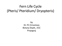 Fern Life Cycle (Pteris/ Pteridium/ Dryopteris)