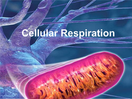 Cellular Respiration  Respiration