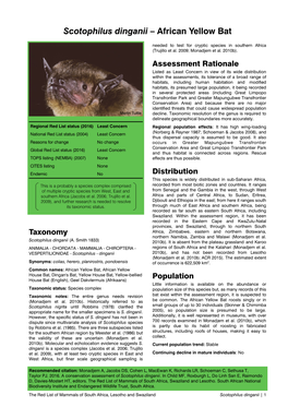 Scotophilus Dinganii – African Yellow Bat