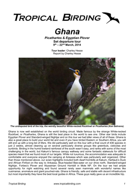 Ghana Picathartes & Egyptian Plover Set Departure Tour 9Th – 22Nd March, 2014