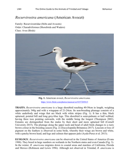 American Avocet)