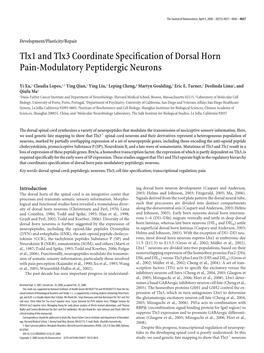 Tlx1 and Tlx3 Coordinate Specification of Dorsal Horn Pain-Modulatory Peptidergic Neurons