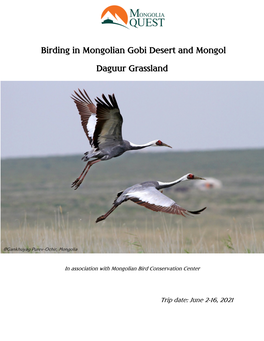 Birding in Mongolian Gobi Desert and Mongol Daguur Grassland