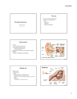 The Special Senses the Ear External Ear Middle