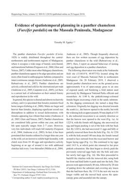 Evidence of Spatiotemporal Planning in a Panther Chameleon (Furcifer Pardalis) on the Masoala Peninsula, Madagascar
