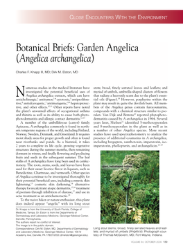 Angelica Archangelica)