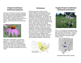 Purple Coneflower: Echinacea Purpurea