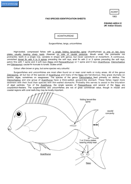 Acanthuridae