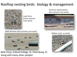 Rooftop Nesting Birds: Biology & Management