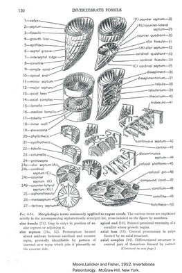 Bryozoan and Coral Terminology