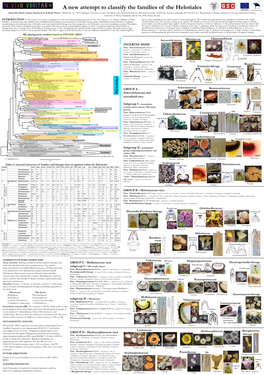 Helotiales Poster