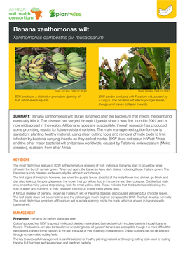 Banana Xanthomonas Wilt Xanthomonas Campestris Pv