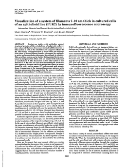 Visualization of a System of Filaments 7-10 Nm Thick in Cultured Cells of An