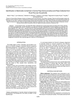 Identification of Bartonella Rochalimae in Guinea Pigs