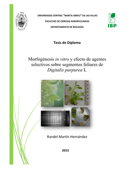 Morfogénesis in Vitro Y Efecto De Agentes Selectivos Sobre Explantes