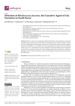 Detection of Rhodococcus Fascians, the Causative Agent of Lily Fasciation in South Korea