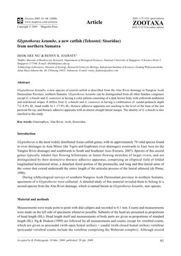 Zootaxa, Glyptothorax Ketambe, a New Catfish