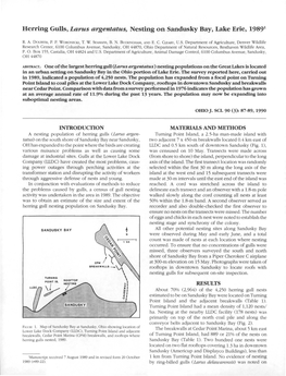 Herring Gulls, Larus Argentatus, Nesting on Sandusky Bay, Lake Erie, 19891
