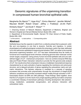 Genomic Signatures of the Unjamming Transition in Compressed Human Bronchial Epithelial Cells