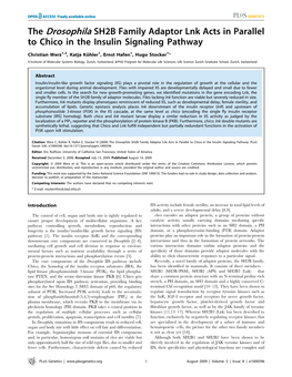 The Drosophila SH2B Family Adaptor Lnk Acts in Parallel to Chico in the Insulin Signaling Pathway