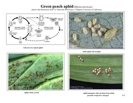 Green Peach Aphid (Myzus Persicae) (Photos and Illustrations from UC Statewide IPM Project, © Regents, University of California)