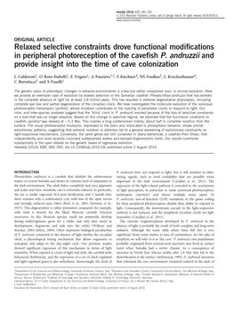 Relaxed Selective Constraints Drove Functional Modifications In