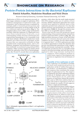 Protein-Protein Interactions in the Bacterial Replisome