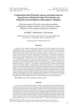 Confirmation That Helopeltis Species Attacking Cacao in Yogyakarta Is Helopeltis Bradyi Waterhouse, Not Helopeltis Antonii Signoret (Heteroptera: Miridae)