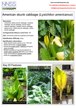 American Skunk Cabbage (Lysichiton Americanus)