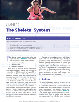 The Skeletal System