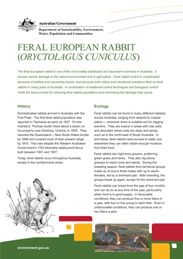 Feral European Rabbit (Oryctolagus Cuniculus)