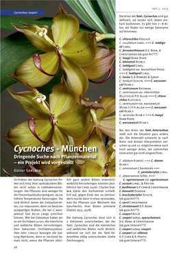 Cycnoches Cooperi Die Arten Der Sekt