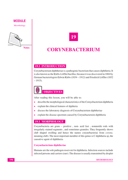 19 Corynebacterium