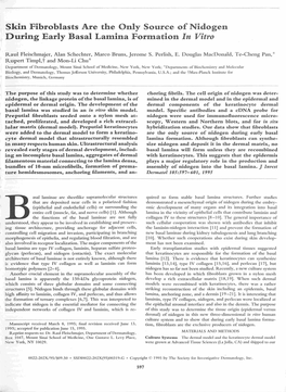 Skin Fibroblasts Are the Only Source of Nidogen During Early Basal Lamina Formation in Vitro