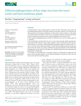 Different Pathogenicities of Rice Stripe Virus from the Insect Vector and from Viruliferous Plants