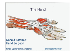 The Hand Plus Lecture Notes.Pptx