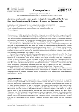 Exostoma Tenuicaudata, a New Species of Glyptosternine Catfish (Siluriformes: Sisoridae) from the Upper Brahmaputra Drainage, Northeastern India