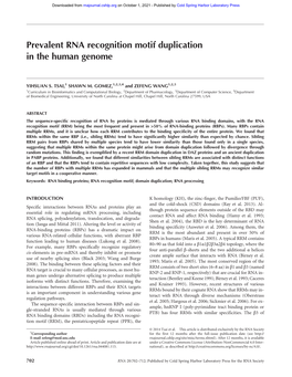 Prevalent RNA Recognition Motif Duplication in the Human Genome