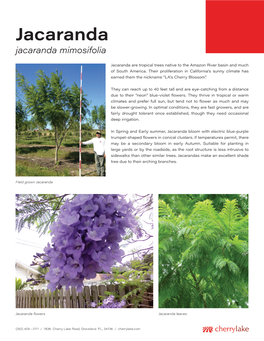 Jacaranda Jacaranda Mimosifolia