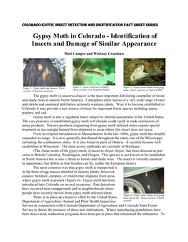 Gypsy Moth in Colorado - Identification of Insects and Damage of Similar Appearance