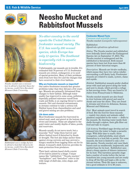 Neosho Mucket and Rabbitsfoot Mussels