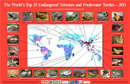 The World's Top 25 Endangered Tortoises and Freshwater Turtles – 2011