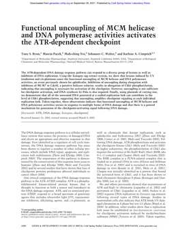 Functional Uncoupling of MCM Helicase and DNA Polymerase Activities Activates the ATR-Dependent Checkpoint