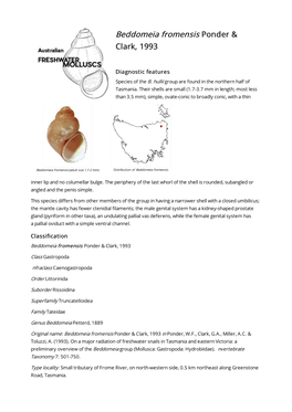 Beddomeia Fromensis Ponder & Clark, 1993