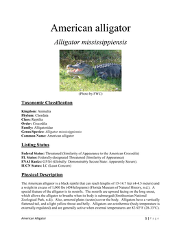 American Alligator