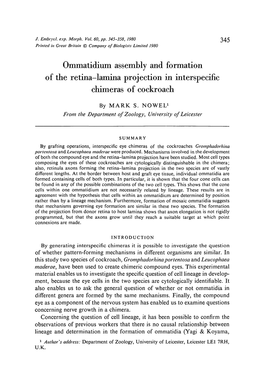 Ommatidium Assembly and Formation of the Retina-Lamina Projection in Interspecific Chimeras of Cockroach